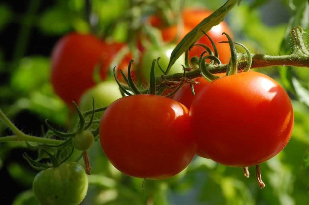 Les tomates font partie des légumes qui apprécient l'été dans un jardin bio